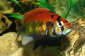 Astatotilapia Flameback