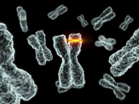 Chromosome