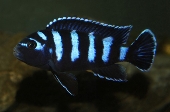 Pseudotropheus Demasoni