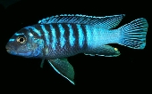 Pseudotropheus Elongatus Ornatus