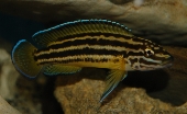 Julidochromis Regani