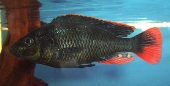 Astatotilapia Nubila