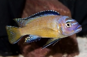 Pseudotropheus Elongatus Usisya