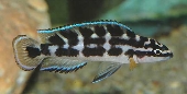 Julidochromis Transcriptus