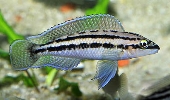 Julidochromis Dickfeldi