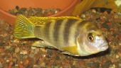 Labidochromis Perlmutt